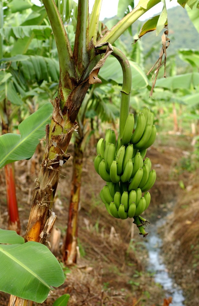 Fairtrade bananas