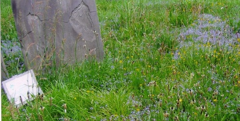 Wild flowers in the graveyard