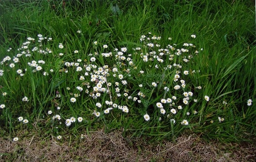 Wild flowers in the graveyard