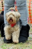 Click here to view the 'St Nicholas Scrufts 2012' album